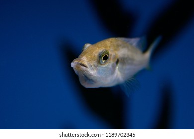 Holding/Pregnant Mouth Brooding African Cichlid - Astatotilapia Burtonii 