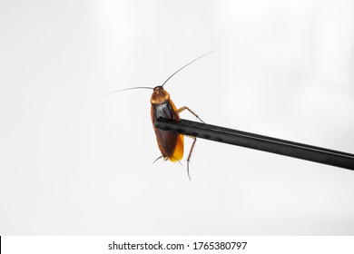 Holds A Cockroach With Chinese Chopsticks. Insects As Food. Exotic Weird Food Concept