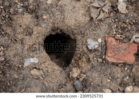 Hole with ants. Carpenter ants, Camponotus surveillance hole in the soil with dirt. This insect can be a significant pest in wood.