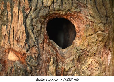 Hole Of The Chipmunk On The Tree