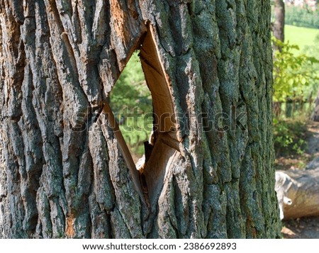 Similar – Image, Stock Photo Plant unknown to me as an abstract, thorny sculpture