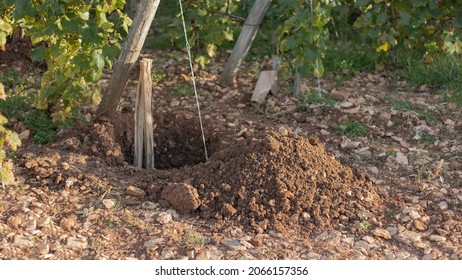 Hole Dug In Cote De Beaune Vineyard To Replace Missing Vine