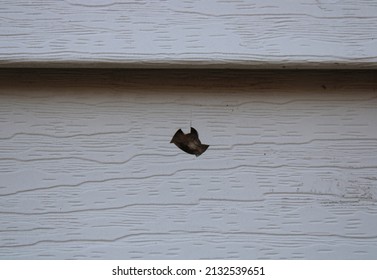 A Hole In Exterior White Vinyl Siding