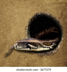 480 Snake burrow Images, Stock Photos & Vectors | Shutterstock