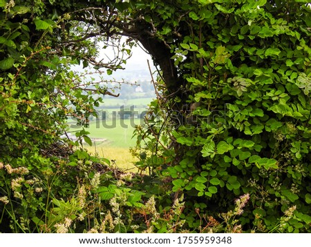 A hole in a hedgerow in the Irish countryside