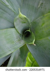 The Hole In The Middle Of This Plant Serves To Collect Rainwater