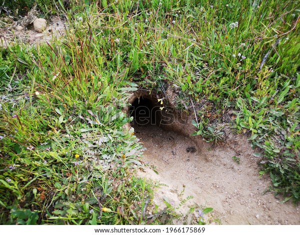 Hole of rabbits in the\
meadow