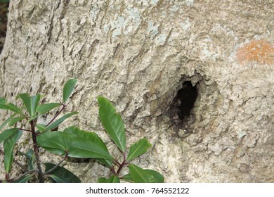 hole in the tree