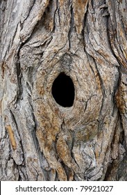 Hole In Tree Trunk (Bird Nest)