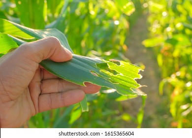 Holes Of Corn Leaves From Plant Ear Worm Pests At Agriculture Field. 