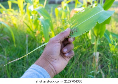 Holes Of Corn Leaves From Plant Ear Worm Pests At Agriculture Field. 