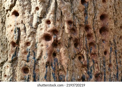 Holes Worn Into A Tree By Shaolin Monks - Tree Trunk With Finger Holes