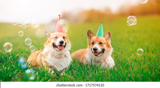holiday card two cheerful identical Corgi dogs lie in the green grass in colored caps with soap bubbles on a Sunny clear day - Shutterstock ID 1717574110