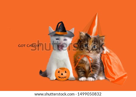 holiday halloween pumpkin kittens lantern