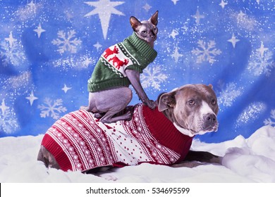 Holiday portrait of a Pitbull and a Sphynx cat in Christmas sweaters with blue snow flake background