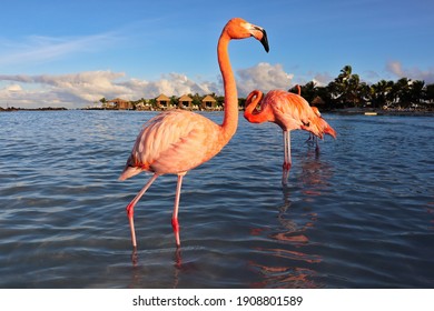 Holiday, Sea And Orange Flamingos In Aruba, Caribbean