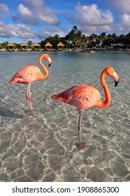 Holiday, sea and orange flamingos in Aruba, Caribbean