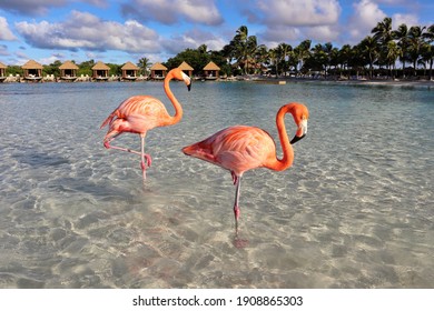 Holiday, sea and orange flamingos in Aruba, Caribbean
