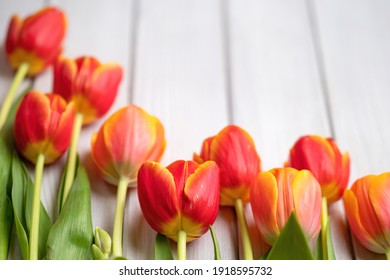 Holiday spring background. Colorful tulip flowers on white wooden backdrop. Greeting card with copy space for Valentine's Day, Woman's Day and Mother's Day.