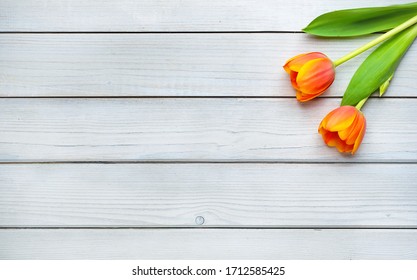 Holiday spring background. Orange tulip flowers on white wooden backdrop.  Greeting card with copy space for Valentine's Day, Woman's Day and Mother's Day. Top view.