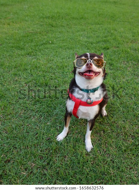 A holiday vacation. \
A Chihuahua dog wearing  a sun glass to protect its eyes health was\
waiting in the lawn of a garden ready to board on the car to travel\
with the owner.