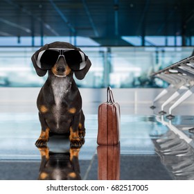 holiday vacation dachshund sausage dog waiting in airport terminal ready to board the airplane or plane at the gate, luggage or bag to the side