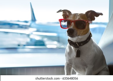 holiday vacation jack russell dog waiting in airport terminal ready to board the airplane or plane at the gate,