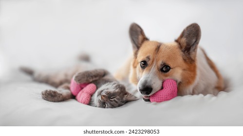 holiday valentine with cute couple of furry friends corgi dog and cat lying on white bed background with pink hearts symbols - Powered by Shutterstock