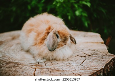 Holland Lop Baby Bunnies Easter