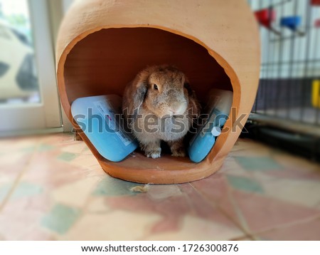 Holland lop rabbit is in a cool terracotta hole which has ice packs. He likes the nest that is cool.The weather in Thailand is hot in summer, therefore giving coolness to this rabbit. Thailand.