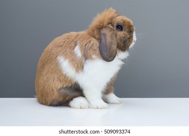 Holland lop rabbit, white Brown Bunny Rabbit, Cute rabbit