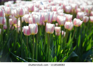 Bilder Stockfotos Und Vektorgrafiken Veldheer Tulip Garden