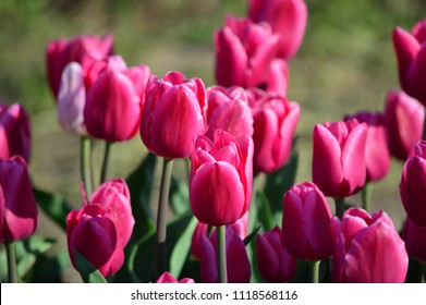 Bilder Stockfotos Und Vektorgrafiken Veldheer Tulip Garden