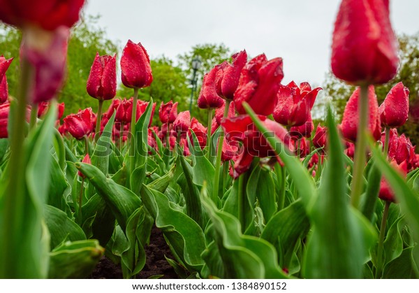 Holland Pink Tulips Flower Garden View Stock Photo Edit Now 1384890152