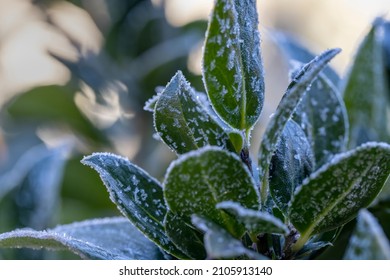 Holley Tree Leaves With Ice Crystals Formed From The Cold Fall Weather