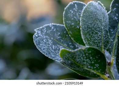 Holley Tree Leaves With Ice Crystals Formed From The Cold Fall Weather