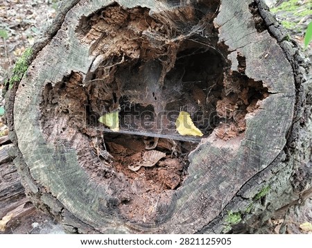 A hollow in a decaying tree, featuring a spiderweb and leaves. The image captures a cavity within a decomposing tree trunk; its rough, cracked edges reveal a weathered interior. Inside, an intricate spiderweb is visible, trapping tiny fragments and debris. Yellow leaves are scattered within the hollow, contrasting with the dark, earthy tones of the rotted wood. The bark’s surface is rough and layered, highlighting the natural process of decay. Small clumps of moss grow on the trunk, evoking the atmosphere of a forest setting.