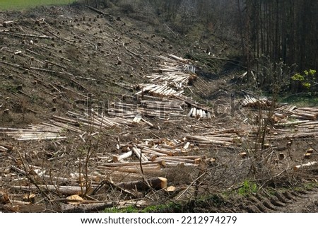 Similar – Foto Bild Valentinstag Wald Baum