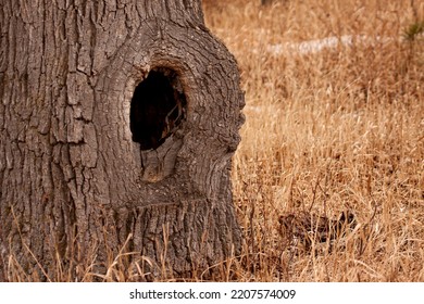 Hollow Oak Tree With Animal Den