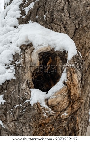 The hollow in the old tree, winter forest. Bird nest, housing for squirrels. Serves nest for birds and shelter for animals. Selective focus, shallow depth of field