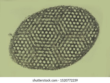 Hollow Siliceous Scale Of The Amoeba Pompholyxophrys. Intricate Hexagonal Packing Of Silica Granules Made By The Cell, Scale About 1/500 Mm Millimeter Long. Transmission Electron Micrograph.