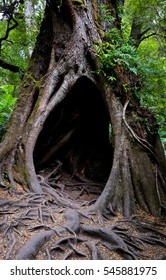  Hollow Tree