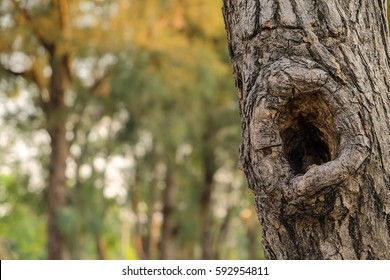 Hollow Of A Tree