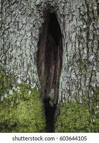 Hollow In The Tree