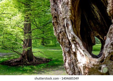 Hollow Tree On Foreground, With Bight Light Falling Down To Green Tree On Background 