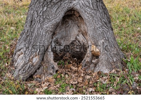 Hollow tree trunk with a large hole at the base. Large opening at the base of a trunk. Darkness inside a tree and mysteries of the forest. Old tree with large hollow cave inside, potential animal den.