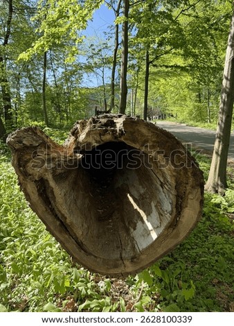 Hollow tree trunk in spring forest
