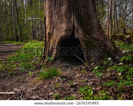 Hollow tree trunk in spring forest, natural wildlife shelter in woodland