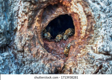 А hollow in a tree used by honey bees as a hive.
