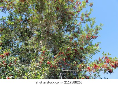 Holly berries on a Florida Holly tree
